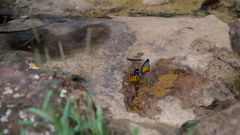 Prioneris clemanthe