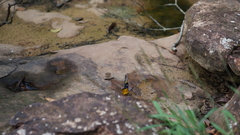 Prioneris clemanthe