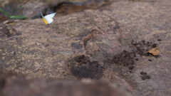 Prioneris clemanthe