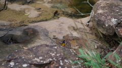 Prioneris clemanthe