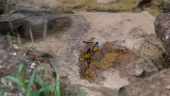 Prioneris clemanthe