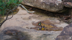 Prioneris clemanthe
