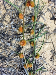 Tersonia cyathiflora