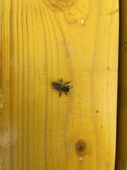 Apis mellifera