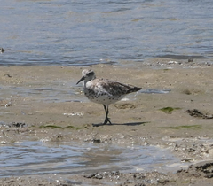 Calidris tenuirostris