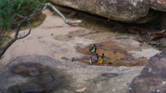 Prioneris clemanthe
