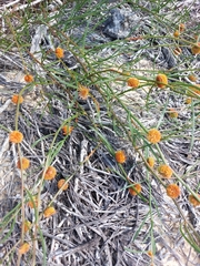 Tersonia cyathiflora