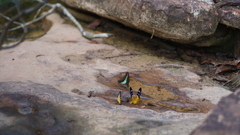 Prioneris clemanthe
