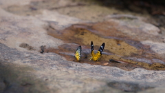 Prioneris clemanthe