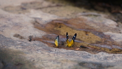 Prioneris clemanthe