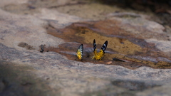 Prioneris clemanthe