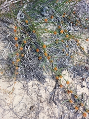 Tersonia cyathiflora
