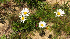 Leucanthemopsis