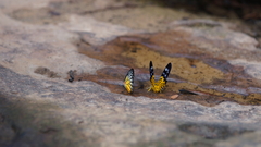 Prioneris clemanthe