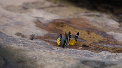 Prioneris clemanthe