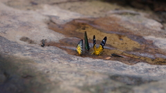 Prioneris clemanthe