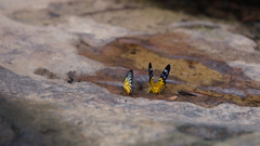 Prioneris clemanthe