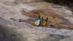 Prioneris clemanthe