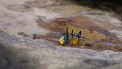 Prioneris clemanthe