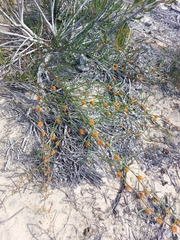 Tersonia cyathiflora