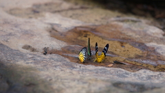 Prioneris clemanthe
