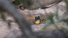 Prioneris clemanthe