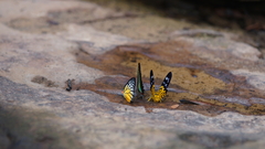 Prioneris clemanthe