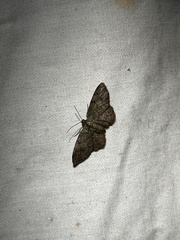 Hypagyrtis