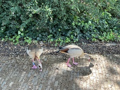 Alopochen aegyptiaca