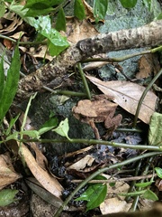 Bufo bankorensis