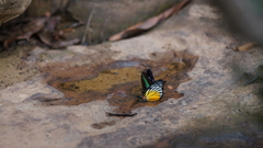 Prioneris clemanthe