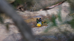 Prioneris clemanthe