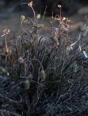 Crassothonna protecta