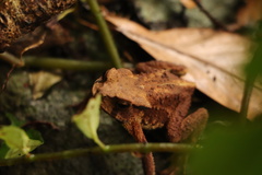 Bufo bankorensis