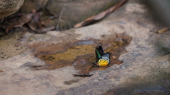 Prioneris clemanthe