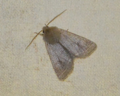 Orthosia gracilis
