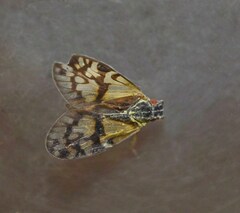 Bothriocera