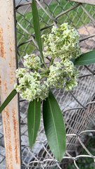 Alstonia scholaris