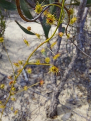 Drosera drummondii