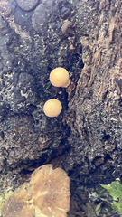 Cryptoporus volvatus