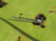 Austrocnemis splendida
