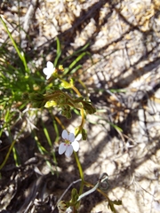 Stylidium kalbarriense