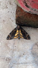 Acherontia