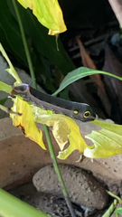 Hippotion celerio