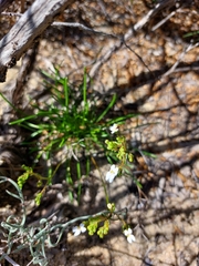 Stylidium kalbarriense