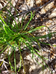 Stylidium kalbarriense