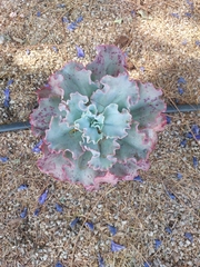 Gibbiflorae