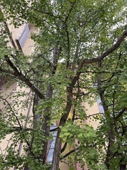 Ginkgo