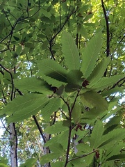 Castanea sativa