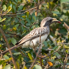 Lophoceros nasutus